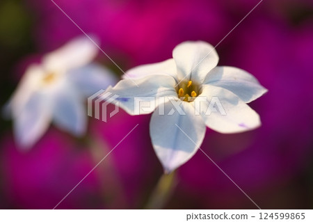 Ipheion uniflora 花盛開在公園裡 124599865