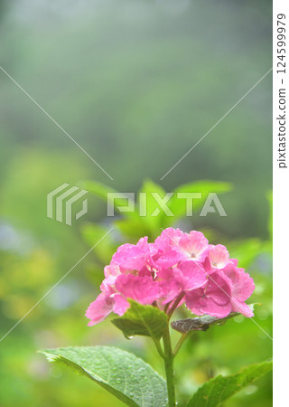 Hydrangeas blooming in the rain at Zenbouji Temple in Kyoto Hydrangeas blooming in the rain at Zenbouji Temple in Kyoto 124599979