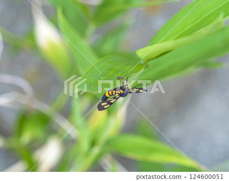 A moth resting on a leaf A moth resting on a leaf 124600051