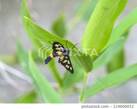 棲息在葉子上的鹿子蛾 124600052