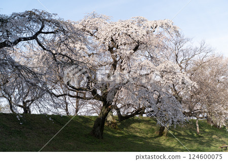 Spring scenery with weeping cherry blossoms in full bloom ④ 124600075