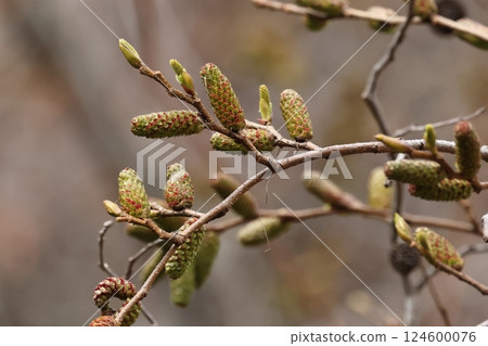 Nature Plants Large-leaved Alder, leaf buds at the end of the branches. Below that, female flowers emerge from the bracts, and below that, a large male inflorescence. Nature Plants Large-leaved Alder, leaf buds at the end of the branches. Below that, female flowers emerge from the bracts, and below that, a large male inflorescence. 124600076