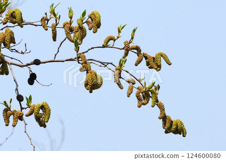 自然植物:大葉榿木,三月下旬。今年的花和去年的果實共存 自然植物:大葉榿木,三月下旬。今年的花和去年的果實共存 124600080