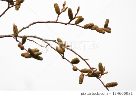 Nature Plants The tip of a branch of the Japanese elm in early March. The overall color is reddish, with the male inflorescences and leaf buds standing out. 124600081