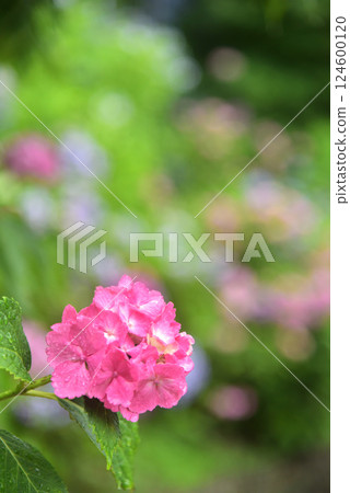 Hydrangeas blooming in the rain at Zenbouji Temple in Kyoto 124600120
