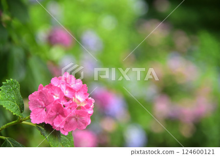 Hydrangeas blooming in the rain at Zenbouji Temple in Kyoto 124600121