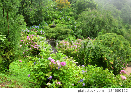 京都吉峰寺雨中綻放的繡球花 124600122