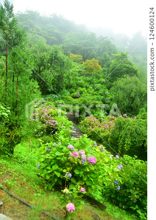 京都吉峰寺雨中綻放的繡球花 124600124