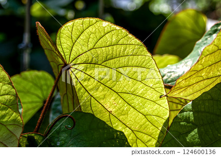Shaped leaves of Bauhinia aureifonia 124600136