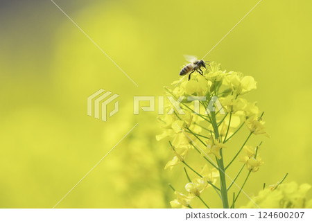 A honeybee collecting nectar in a rapeseed field 124600207