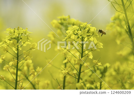 一隻蜜蜂在油菜田裡採集花蜜 124600209