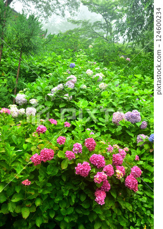 京都吉峰寺雨中綻放的繡球花 124600234