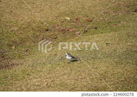 A white wagtail taking a rest on the grass 124600278
