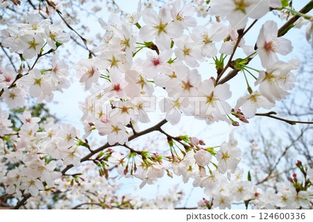 Cherry blossoms blooming in the park Cherry blossoms blooming in the park 124600336