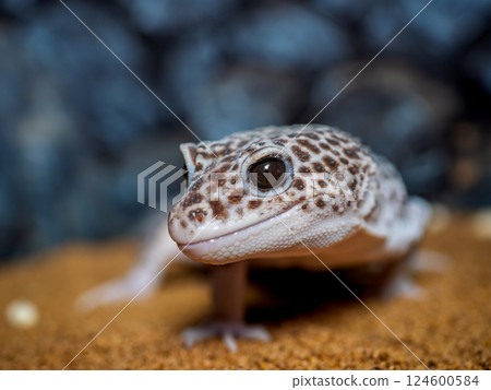 豹紋守宮的特寫 124600584