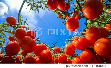 西紅柿成熟得很厲害 124600619
