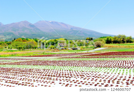 五月的淺間山 信州山 信州自然 五月的淺間山 信州山 信州自然 124600707