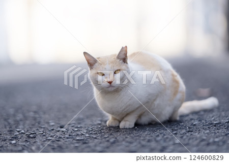 Friendly fluffy stray cat 124600829