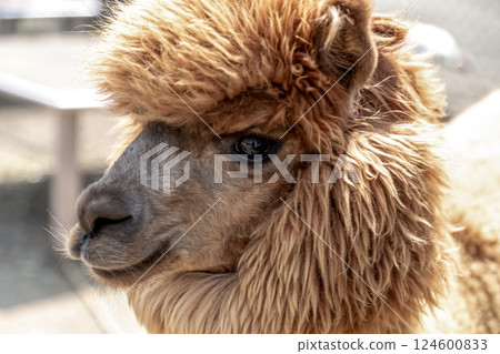 Alpaca (Camelidae) with dexterous lips 124600833