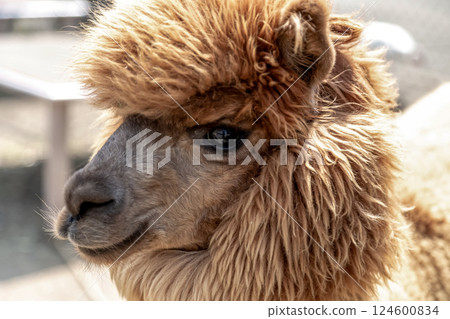 Alpaca (Camelidae) with dexterous lips 124600834