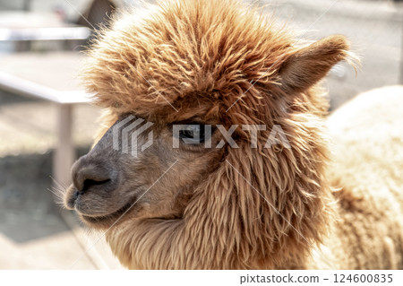 羊駝(駱駝科)有靈巧的嘴唇 羊駝(駱駝科)有靈巧的嘴唇 124600835