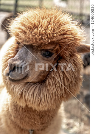 Alpaca (Camelidae) with dexterous lips 124600836