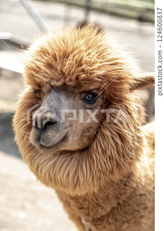 羊駝(駱駝科)有靈巧的嘴唇 羊駝(駱駝科)有靈巧的嘴唇 124600837