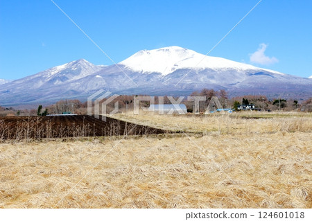 三月白雪皚皚的淺間山 信州的山脈 信州的大自然 124601018