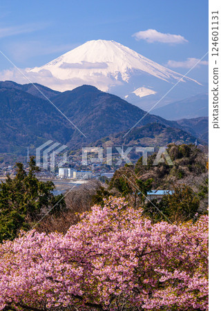 Mount Fuji as seen from Mount Matsuda with Kawazu cherry blossoms in bloom 124601131