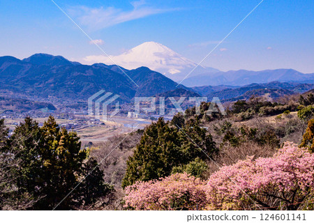 Mount Fuji as seen from Mount Matsuda with Kawazu cherry blossoms in bloom 124601141