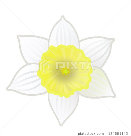 Daffodil illustration Daffodil illustration 124601143