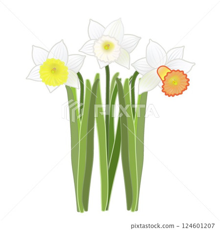 水仙花的插圖 水仙花的插圖 124601207