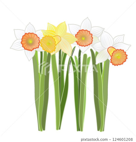 水仙花的插圖 水仙花的插圖 124601208