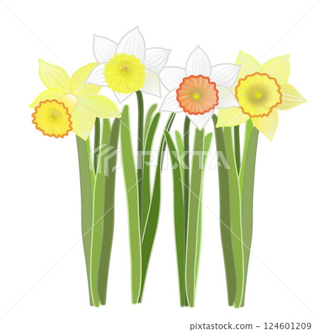 水仙花的插圖 水仙花的插圖 124601209