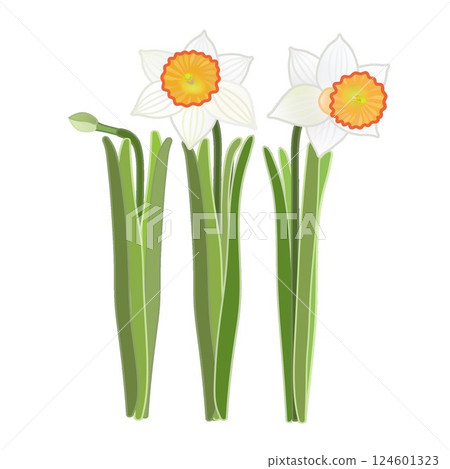 水仙花的插圖 水仙花的插圖 124601323
