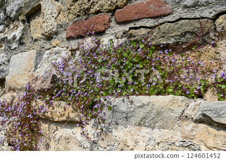 A plant with small purple flowers grows on an old fortress wall. Sunny day. For the background. A plant with small purple flowers grows on an old fortress wall. Sunny day. For the background. 124601452