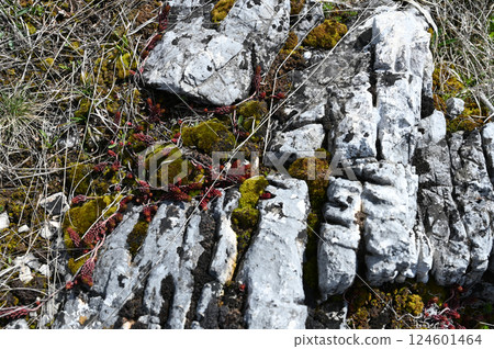 Various rock formations close up. Walk in the mountains. Close-up 124601464