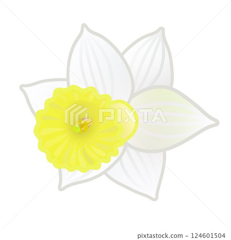 水仙花的插圖 水仙花的插圖 124601504