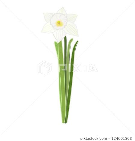 Daffodil illustration Daffodil illustration 124601508