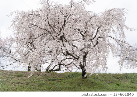 垂枝櫻花盛開的春日美景① 124601840