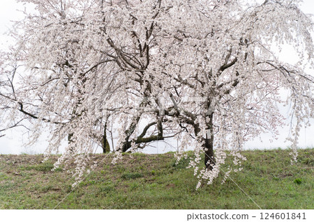 垂枝櫻花盛開的春日美景② 124601841