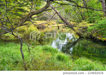 Senjogahara Nature Study Trail, Yukawa (Nikko City, Tochigi Prefecture) 124602016