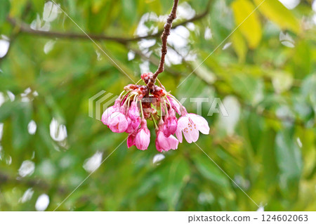 Pink Yohkou cherry blossoms about to bloom (Spring, March) 124602063