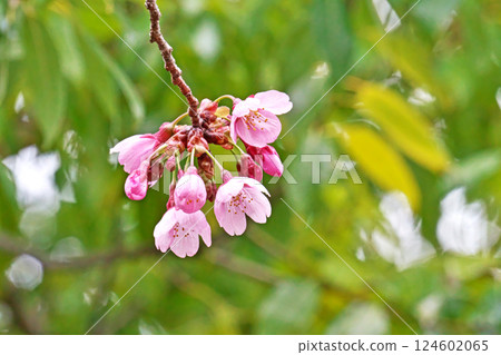 Pink Yohkou cherry blossoms about to bloom (Spring, March) 124602065