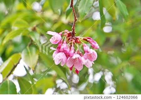 Pink Yohkou cherry blossoms about to bloom (Spring, March) 124602066