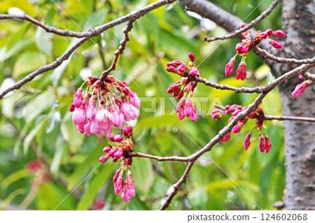 即將綻放的粉紅橫紅櫻花（春季3月） 124602068