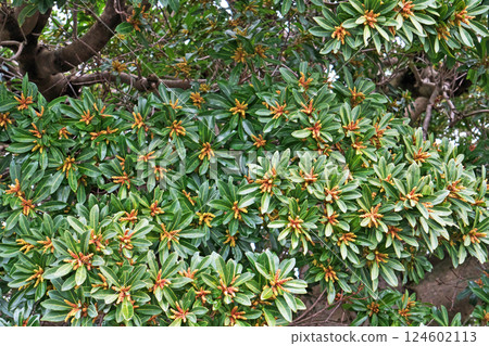 Bayberry male flower buds (spring, March) Bayberry male flower buds (spring, March) 124602113