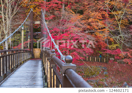 鹽原溫泉鄉「紅吊橋」的初霜與秋葉 2021 124602171