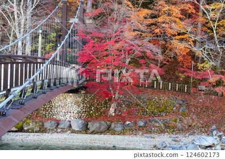 鹽原溫泉鄉「紅吊橋」的初霜與秋葉 2021 124602173