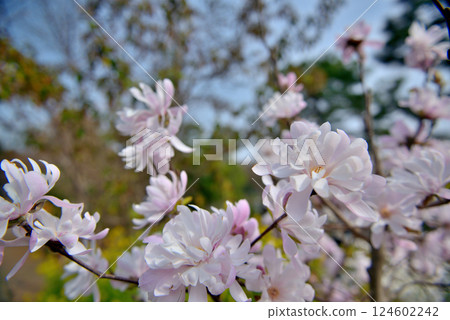 Zenpukuji Park: White-tinted Star Magnolias Spring Flowers Zenpukuji Park: White-tinted Star Magnolias Spring Flowers 124602242